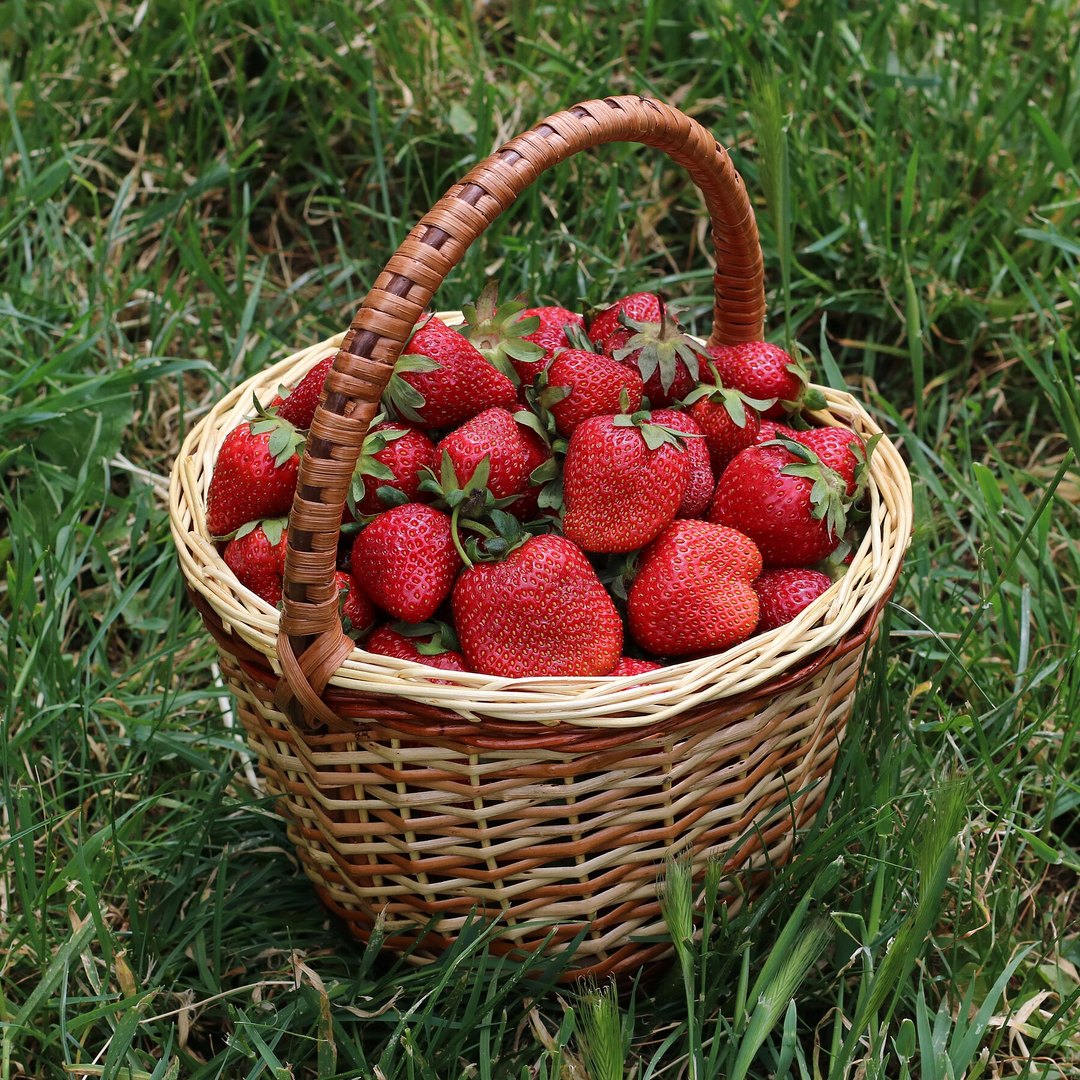 Frutillas frescas